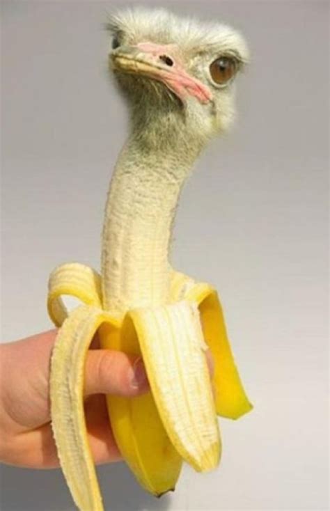 Ten Photoshopped Banana Animals That Might Put You Off Bananas!