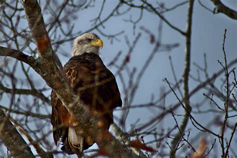 Eagle Eye | Ray's.Photography | Flickr