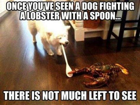 Dogs vs Lobsters