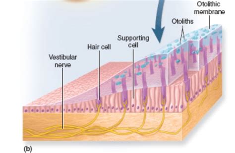 Otolithic Membrane Histology