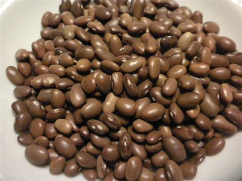 50 "Bayo Chocolate" Beans, Phaseolus vulgaris