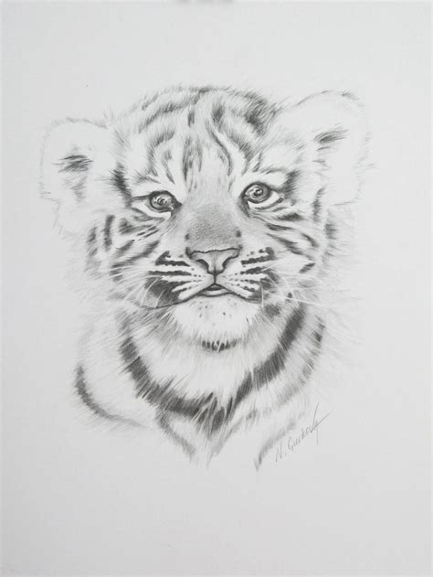 Baby Tiger Drawings In Pencil