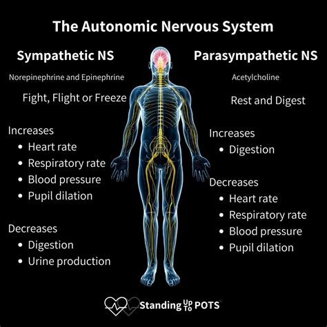 Autonomic Nervous System Anatomy