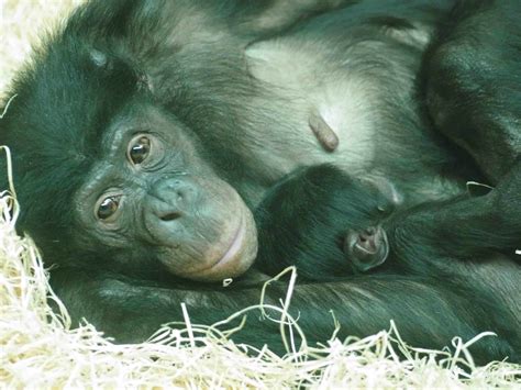 Twycross Zoo welcomes endangered beautiful baby bonobo!