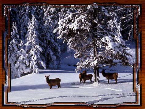 Yellowstone Winter Wallpapers - Top Free Yellowstone Winter Backgrounds ...