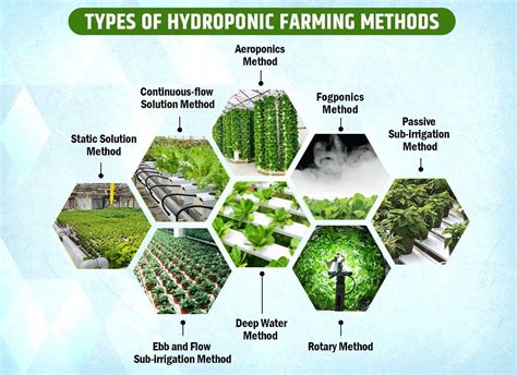 Hydroponic Farming System Setup With Methods And Facts