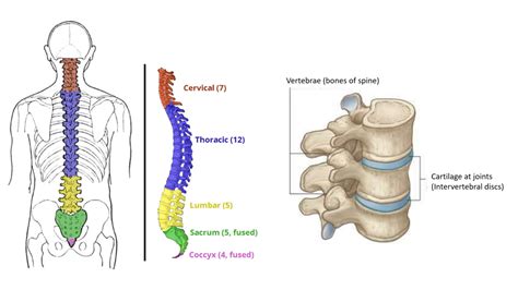 Back pain - Understanding, Awareness Causes, Care and Treatment