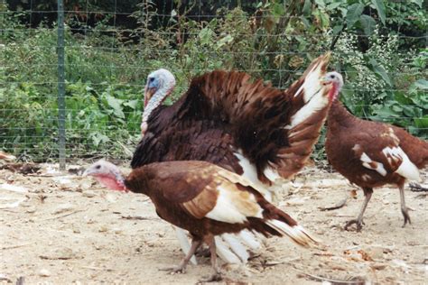 Bourbon Red Turkey - Heritage Turkey Poults | Cackle Hatchery