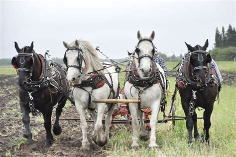 10 Best Driving Horse Breeds for Pulling a Carriage