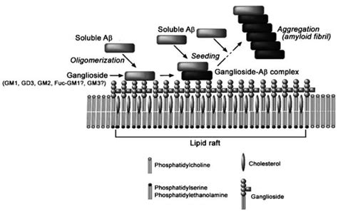 Interactions of gangliosides and amyloid β-proteins in lipid rafts ...