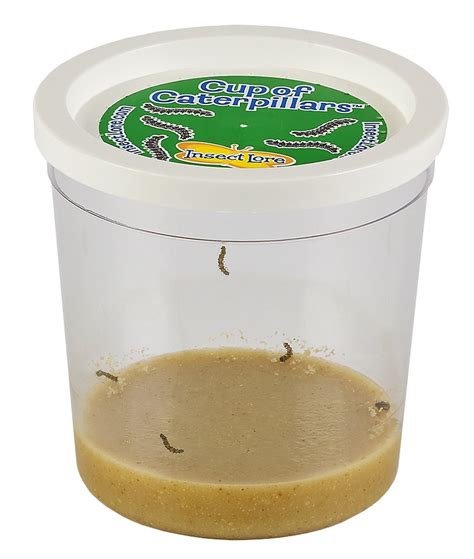 Insect Lore Live Cup of Caterpillars | eBay