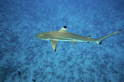 Shark In The Pacific Ocean, Tahiti Photograph by Animal Images | Fine ...