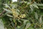 Flora of Zimbabwe: Species information: Olea europaea subsp. cuspidata
