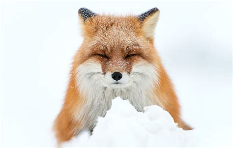 fox sleeping in snow photo | One Big Photo