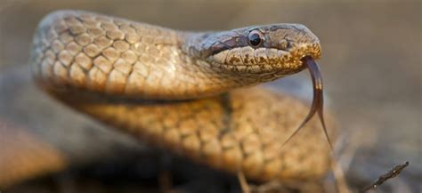 5 Types of Snakes That Live in Germany! (ID Guide) - Bird Watching HQ