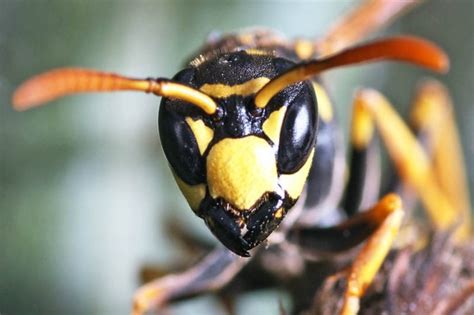 Top 10 Most Painful Insect Stings - Depth World