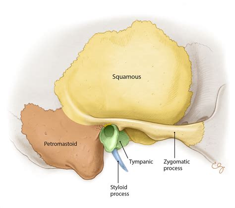 Anatomy Of The Tympanic Bone | Images and Photos finder