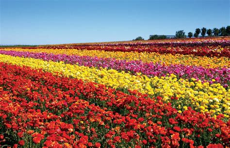 USA TODAY LOVES THE CARLSBAD FLOWER FIELDS! — Mellano & Company