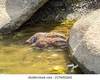 32,518 River bank animals Images, Stock Photos & Vectors | Shutterstock