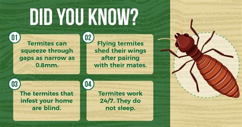 How to Get Rid of Termites | Treatment and Prevention