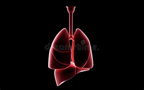 Human lungs and liver stock illustration. Illustration of organ - 25296532