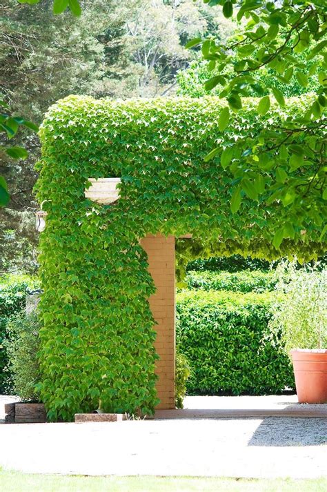 Climbing plants: 7 fast growing climbers, vines and creepers | Climbing plants trellis, Wall ...