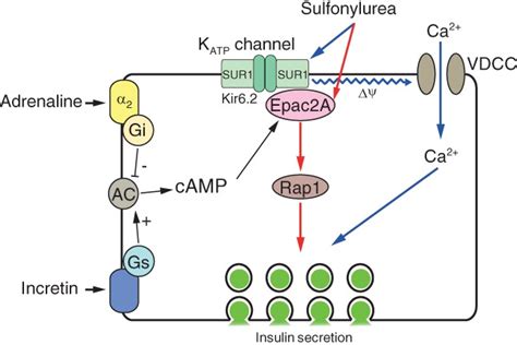 Gliclazide Mechanism Of Action - Glipizide Mechanism Of Action Youtube / Sulfonylureas lower ...