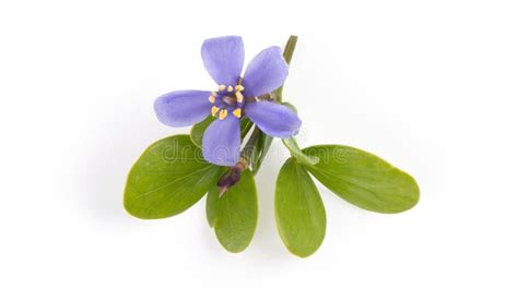 Lignum Vitae,flowers Blooming Isolated On A White Background. Stock ...