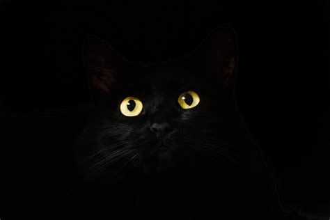 🐱 Why Are Black Cats Called 'Voids'? [6 Unexpected Facts] - MyCatTips