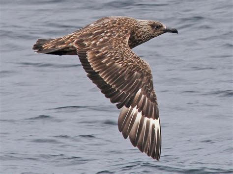 Great Skua - eBird