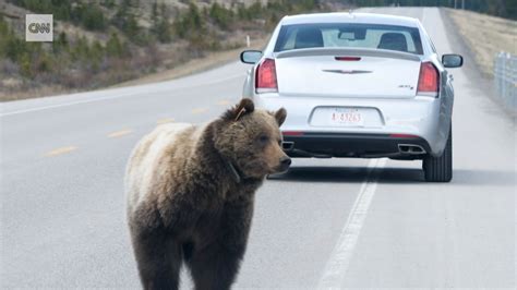 Grizzly Bears Eating Deer