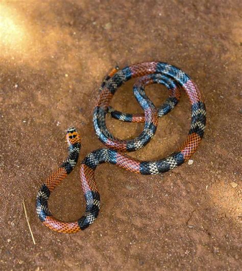 The Most Venomous Snake in the U.S. (With Bite Facts and Pictures ...