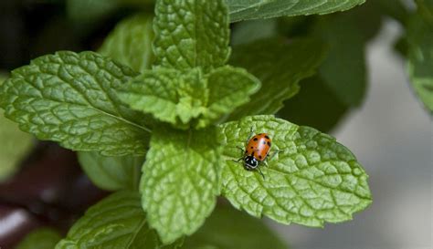 10 plants to attract ladybugs in your garden | LifeGate