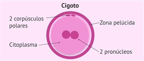 Estructura del cigoto