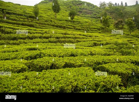 Ilam tea garden farm in Kanyam Illam Stock Photo - Alamy