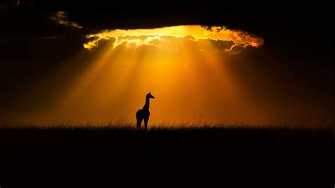 Shadow of Young Giraffe HD Sunset Wallpaper, HD Nature 4K Wallpapers, Images and Background ...