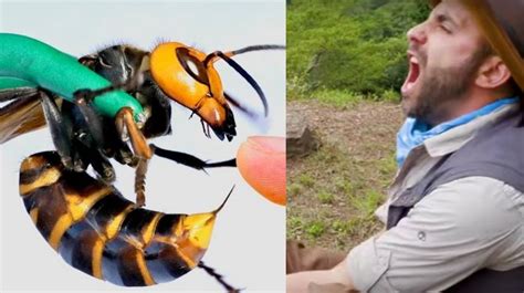 Man Lets Murder Hornet Sting Him - Ends up in Agonizing Pain