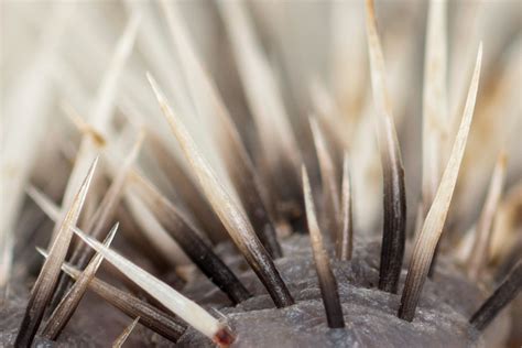 Hedgehog Spines: Everything you Need To Know About Hedgehogs Amazing Prickles