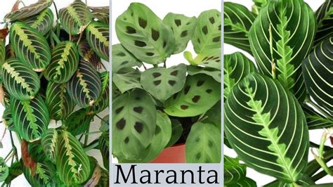 The secret of Maranta Houseplant Care // Maranta Leuconeura Varieties //Most Types of Prayer ...