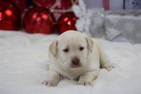 Sherri - Labrador Retriever Puppy A2336E | Pawrade