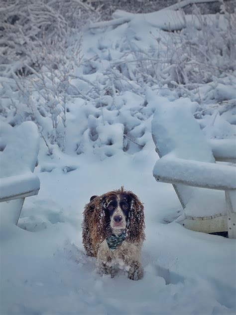 A Cozy Snow Day on the Coast of Maine - Molly in Maine