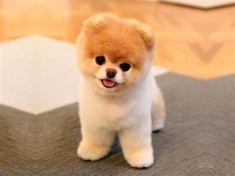 Is Boo Just A Pomeranian With a Haircut? | Met, Dog and Pomeranians