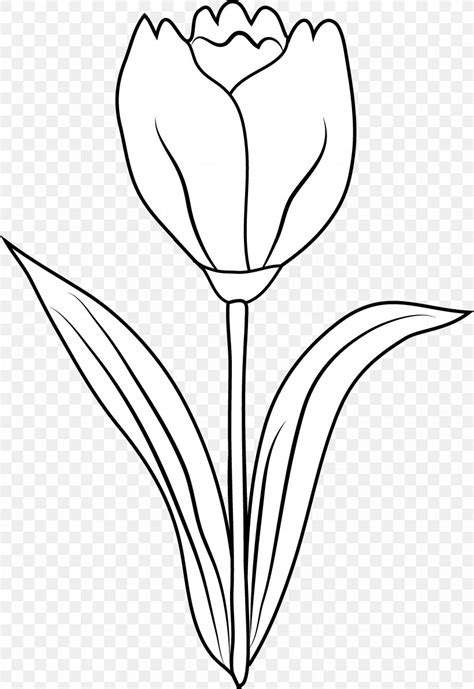 Tulip Black And White Drawing Coloring Book Clip Art, PNG, 4067x5913px, Tulip, Artwork, Black ...