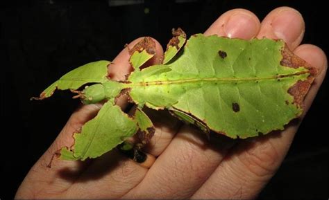 Giant Leaf Insect - Jonathan's Jungle Roadshow