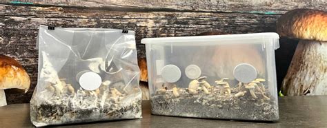 Buy Home Mushroom Kits Online | Midwest Grow Kits