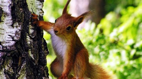 Wallpaper squirrel, tree, climbing, animal hd, picture, image