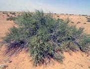 PLANTS - Arabian Desert...