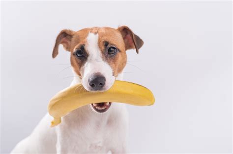 Can Dogs Eat Bananas? All the Fruits Your Pooch Can (and Can't) Eat - Newsweek