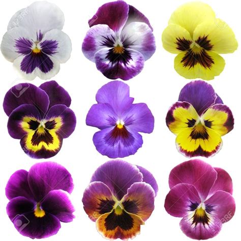 Buy Seeds Pansy Flower Mixed Colour Super Advanced Seeds Online @ ₹110 from ShopClues