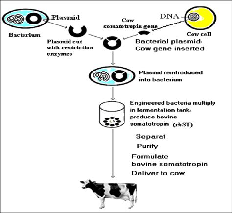 Bovine somatotropin production | Download Scientific Diagram